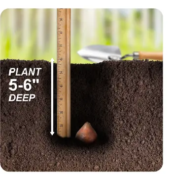 GSB-ECF-26-250-Tulip-Double-Mixed-Instruction-Manual-fig-2