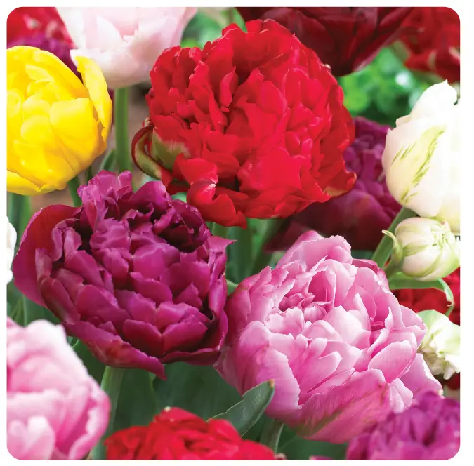 GSB-ECF-26-250-Tulip-Double-Mixed-Instruction-Manual-product