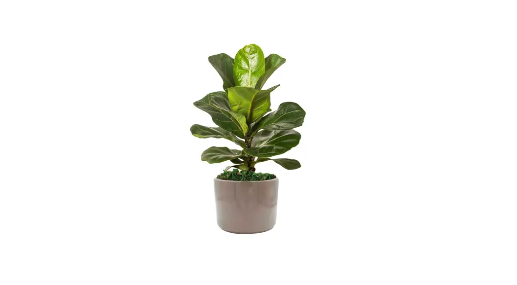 Livetrends Asb05708 Foliage Live Fiddle Leaf Fig Plant In 6-in Planter User Manual