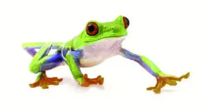 volume trading Wood Worktop - FROG