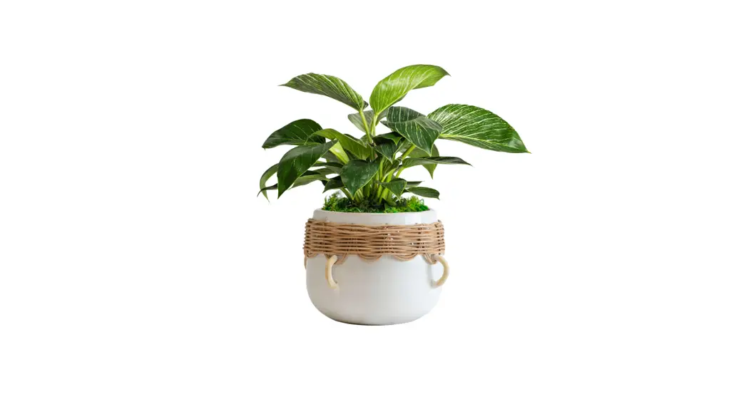 Livetrends Asb05714 Live White Wave Plant In 6-in Planter User Manual Livetrends Asb05714 Live White Wave Plant In 6-in Planter User Manual