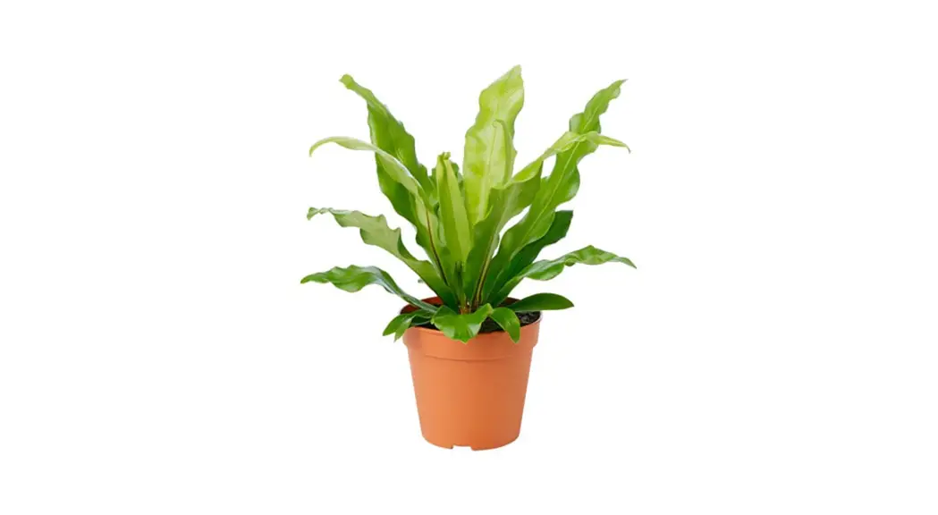 Livetrends Asb05963 Live Bird's Nest Fern Plant In 6-in Planter User Manual Livetrends Asb05963 Live Bird's Nest Fern Plant In 6-in Planter User Manual