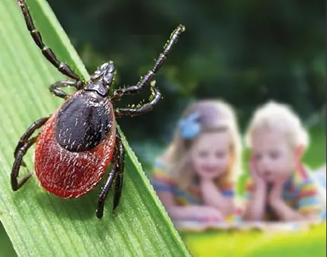 ThermaCell Tick Controls Tubes