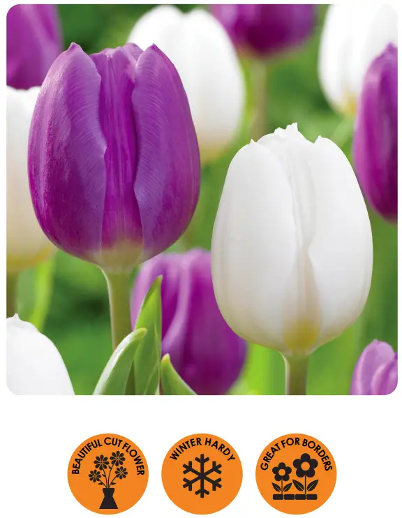 ECF-19-25 Tulip Purple and White Collection Bulbs