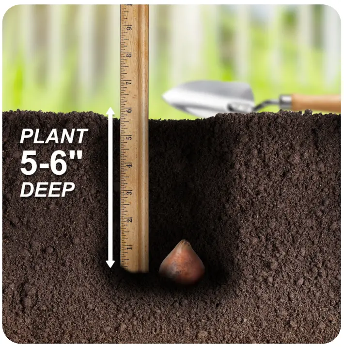 Bulb Planting Instructions