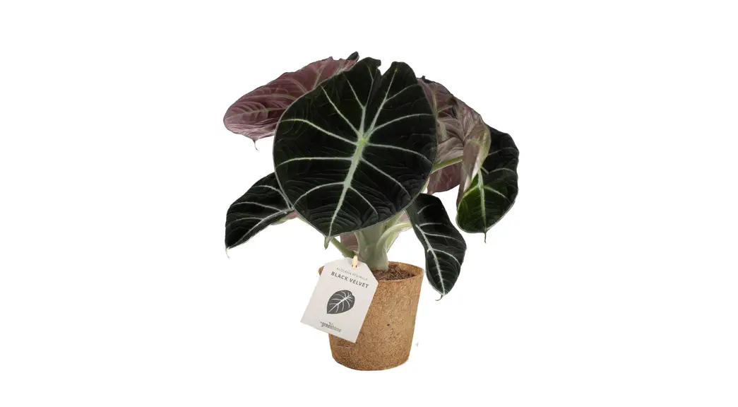 Livetrends Asb05731 Lucky Live Black Velvet Plant In 4-in Planter User Manual