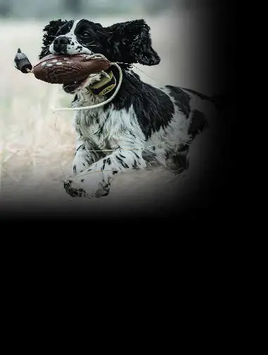 Cabela s GS 100 Training Collar-