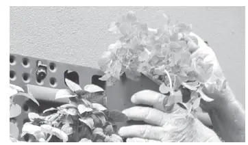 HOLMAN-GW1006-Slim-Vertical-Planting-Kit- (12)