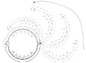PROLED L6OP6xx2G Flex Strip-12