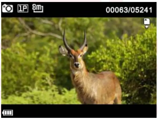 Real time picture preview