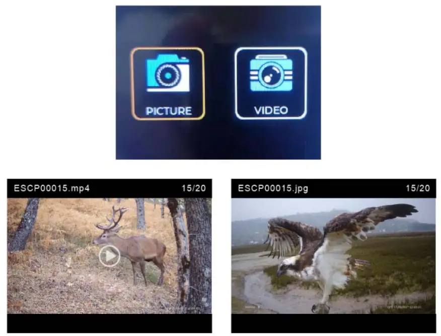 Playback of images and videos