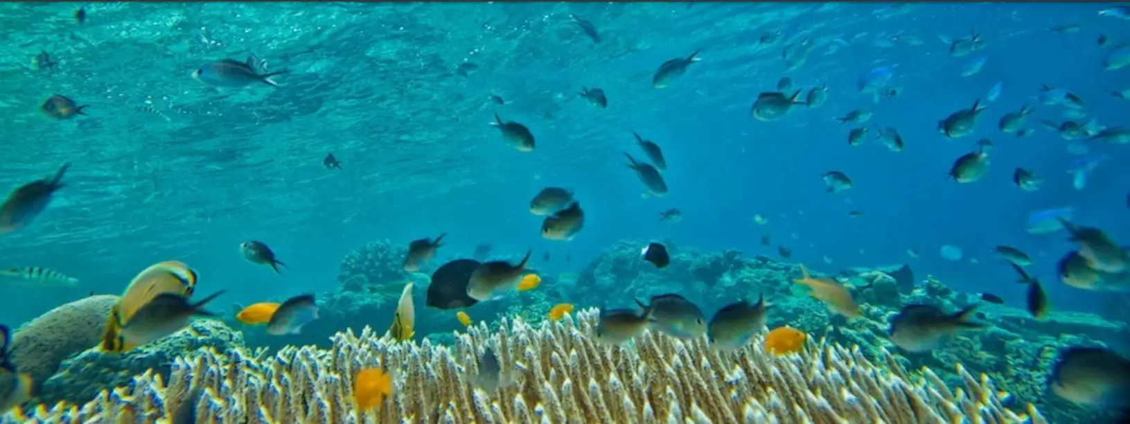 YAMAHA Sea Underwater Scooter