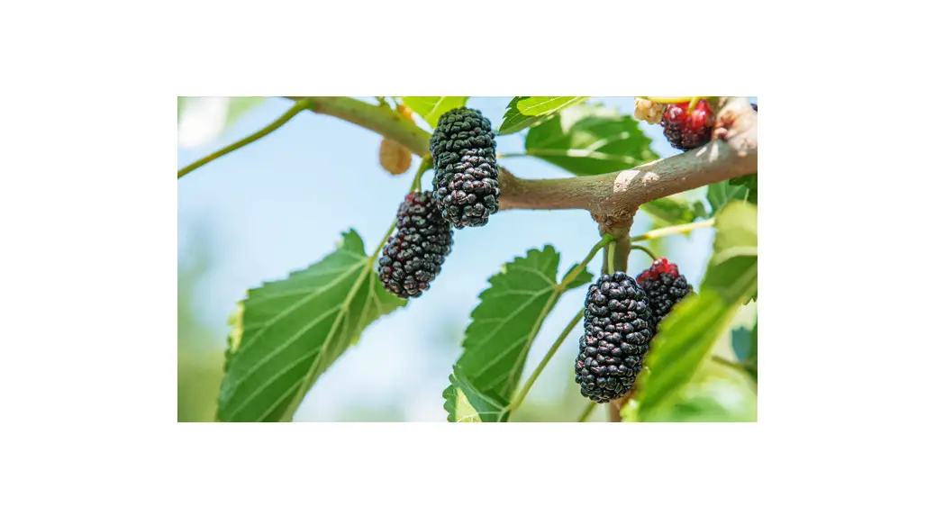 Peaceful Valley Mulberry Tree Planting User Guide Peaceful Valley Mulberry Tree Planting User Guide