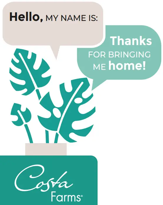 Costa Farms S-GD6-G-POT-08-LW 4-Inch Pot