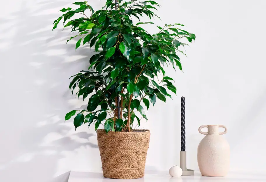 Proven Winners Ficprl0075105 Cling-on Ficus Benjamina Danielle Instructions