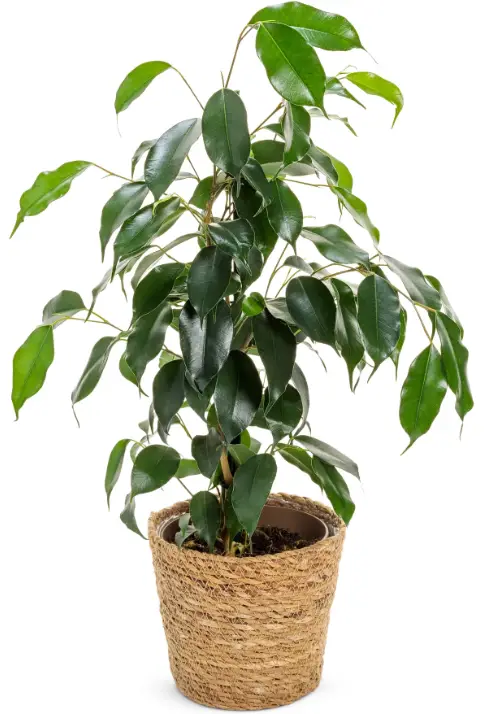 PROVEN-WINNERS-FICPRL0075105-Cling-On-Ficus-Benjamina-Danielle-product-image