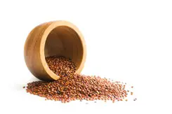 DASH DRCM200 Mini Rice Cooker- quinoa