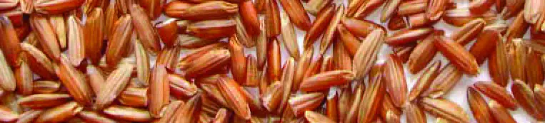 SQ professional 9322 Durane 800ML Stainless Steel Rice Cooker fig5