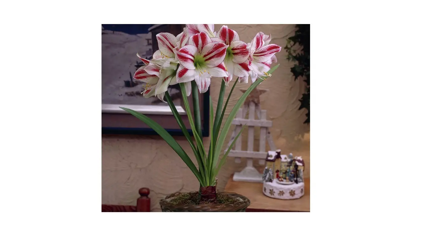 Van Zyverden 87353 Round Table Top Rattan Basket Instructions