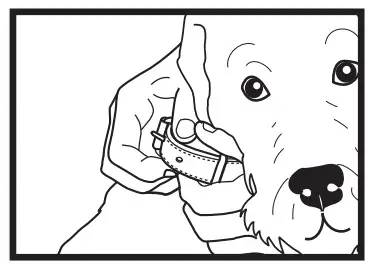 Wearing the Receiver Collar