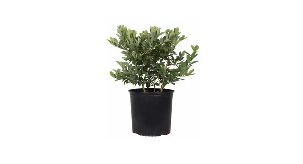 Downhome Harvest Planting Bless Your Heart Blueberry User Manual