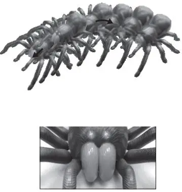 ZEEVA-ZT-0232-Toy-RC-Tarantula-Remote-Controller-7