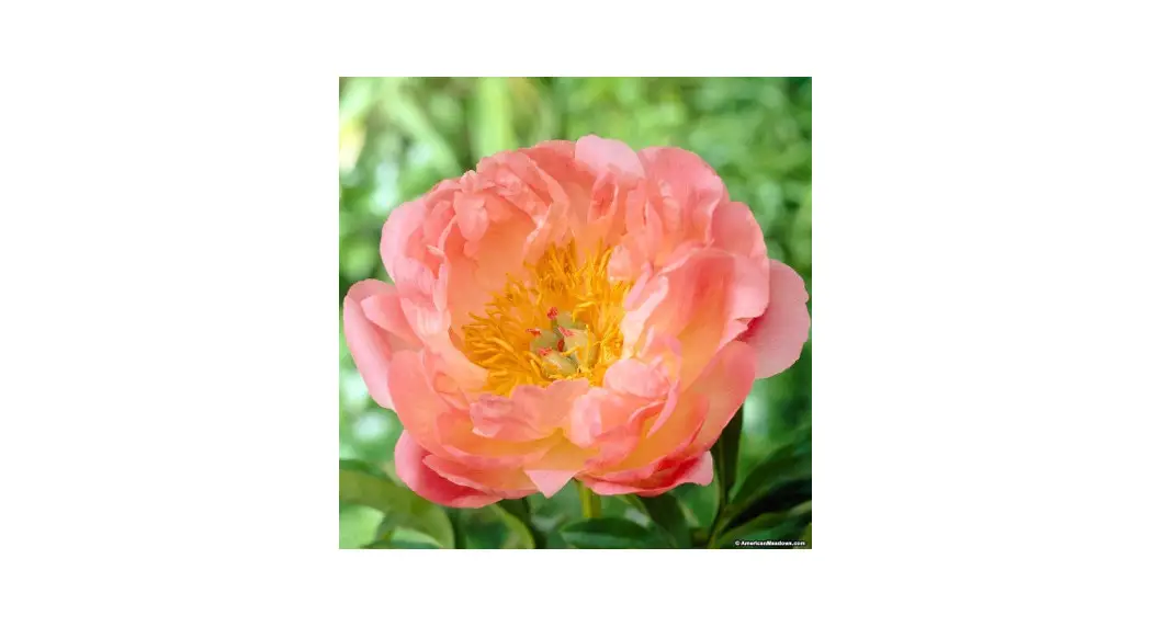 Spring Hill Pink Hawaiian Coral Peony Instructions