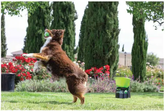 GOGOGGO GDG4 1 Automatic Fetch Machine - Fig 1