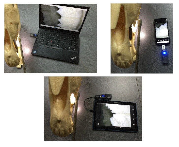 HORSE DENTAL EQUIPMENT DENTALSCOPE Starter Kit FIG 3