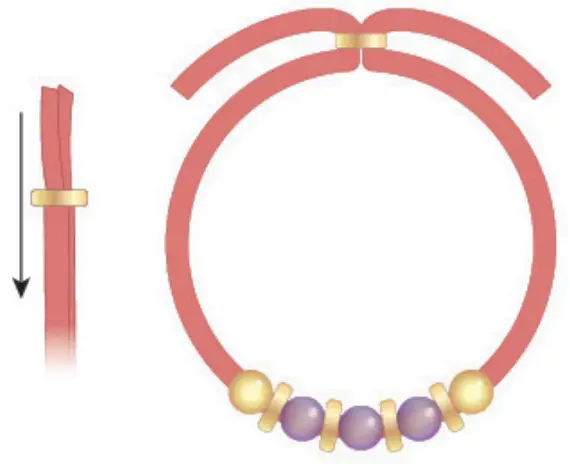 make it real 1207 Gold Link Suede Bracelets - fig 67