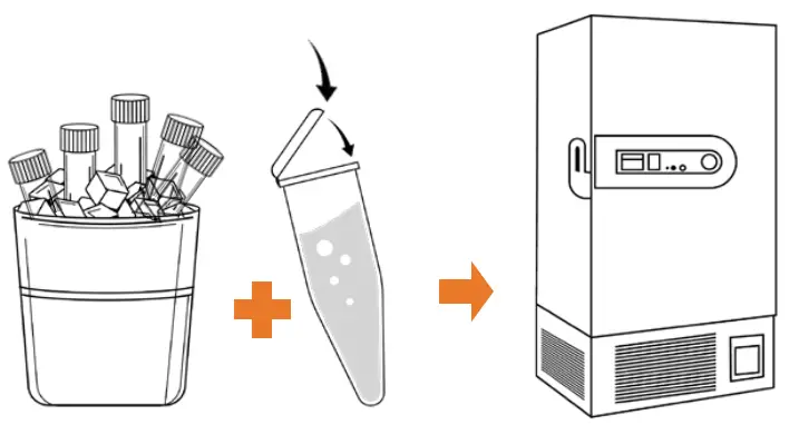 Plate Samples and Positive Control (PC)