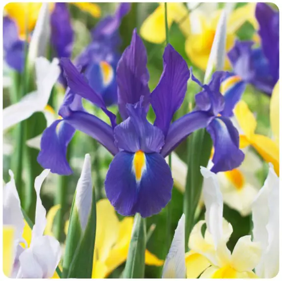GSB ECF-10-50 Dutch Iris Hollandica Bulbs Mixed