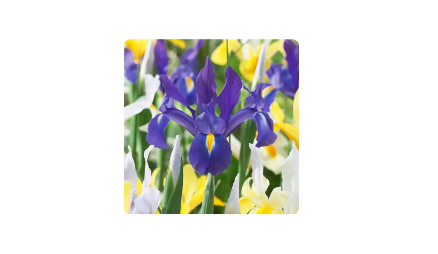 Gsb Ecf-10-50 Dutch Iris Hollandica Bulbs Mixed User Manual Gsb Ecf-10-50 Dutch Iris Hollandica Bulbs Mixed User Manual