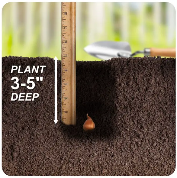 Bulb Planting Instructions