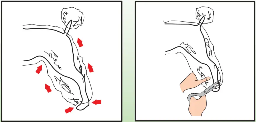 Ceenwes-Rechargeable-Cordless-Pet-Clippers-Grooming-Kit-fig-11