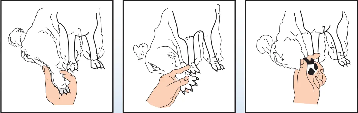 Ceenwes-Rechargeable-Cordless-Pet-Clippers-Grooming-Kit-fig-4