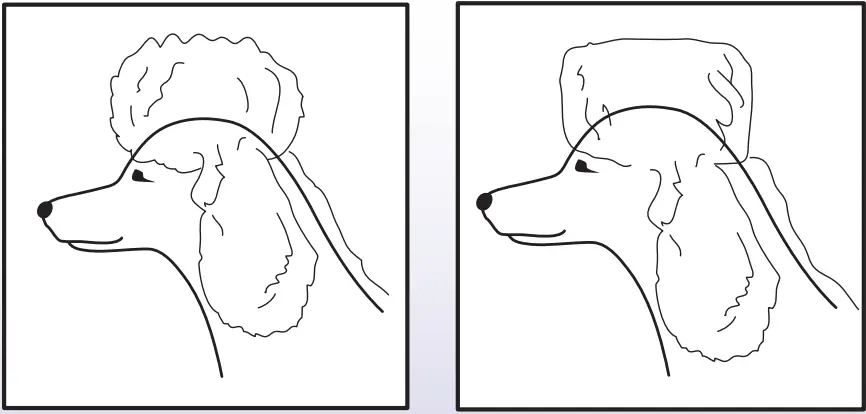 Ceenwes-Rechargeable-Cordless-Pet-Clippers-Grooming-Kit-fig-9