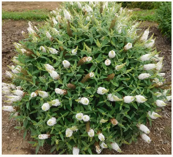 VAN ZYVERDEN 84581 Bloom.Ables Butterfly Bush Dapper White-