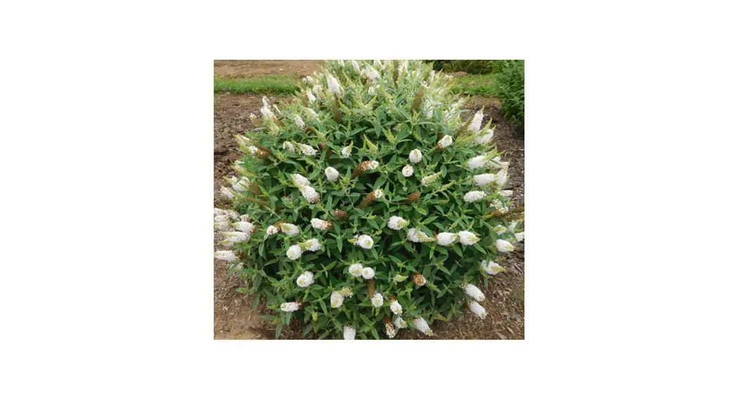 Van Zyverden 84581 Bloom.ables Butterfly Bush Dapper White Instructions Van Zyverden 84581 Bloom.ables Butterfly Bush Dapper White Instructions
