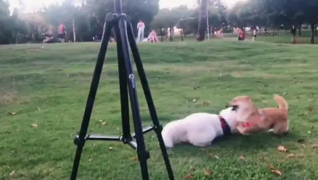 Zerfun 55 Inch Phone/tablet Tripod User Manual