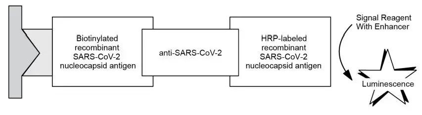 VITROS CV2TN Immunodiagnostic Products Anti-SARS-CoV-2 Total N Antibody Reagent Pack Instruction Manual - Reaction Scheme