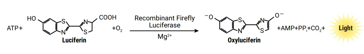 Promega-AM1001-Water-Glo-System-1
