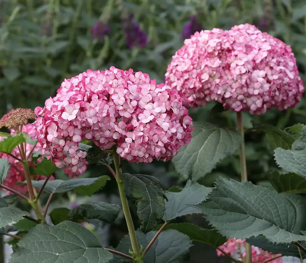 Roberta S Garden M89810 1-pc Proven Winners Invincibelle Ruby Smooth User Guide Roberta S Garden M89810 1-pc Proven Winners Invincibelle Ruby Smooth User Guide