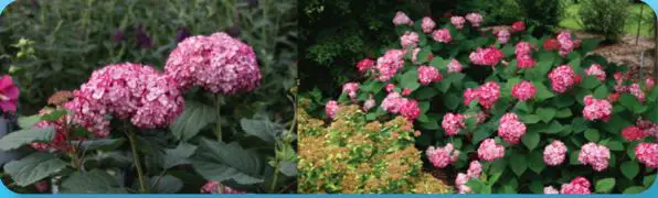 Roberta s Garden M89810 1-PC Proven Winners Invincibelle Ruby Smooth User Guide - Flowers