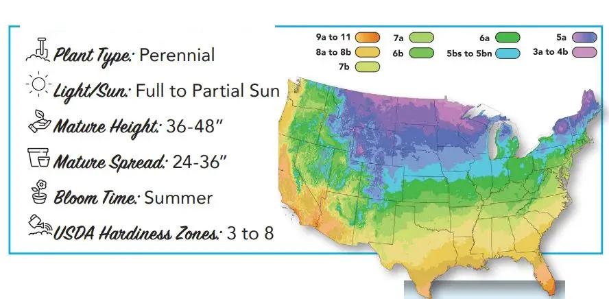 Roberta s Garden M89810 1-PC Proven Winners Invincibelle Ruby Smooth User Guide - Quick Reference