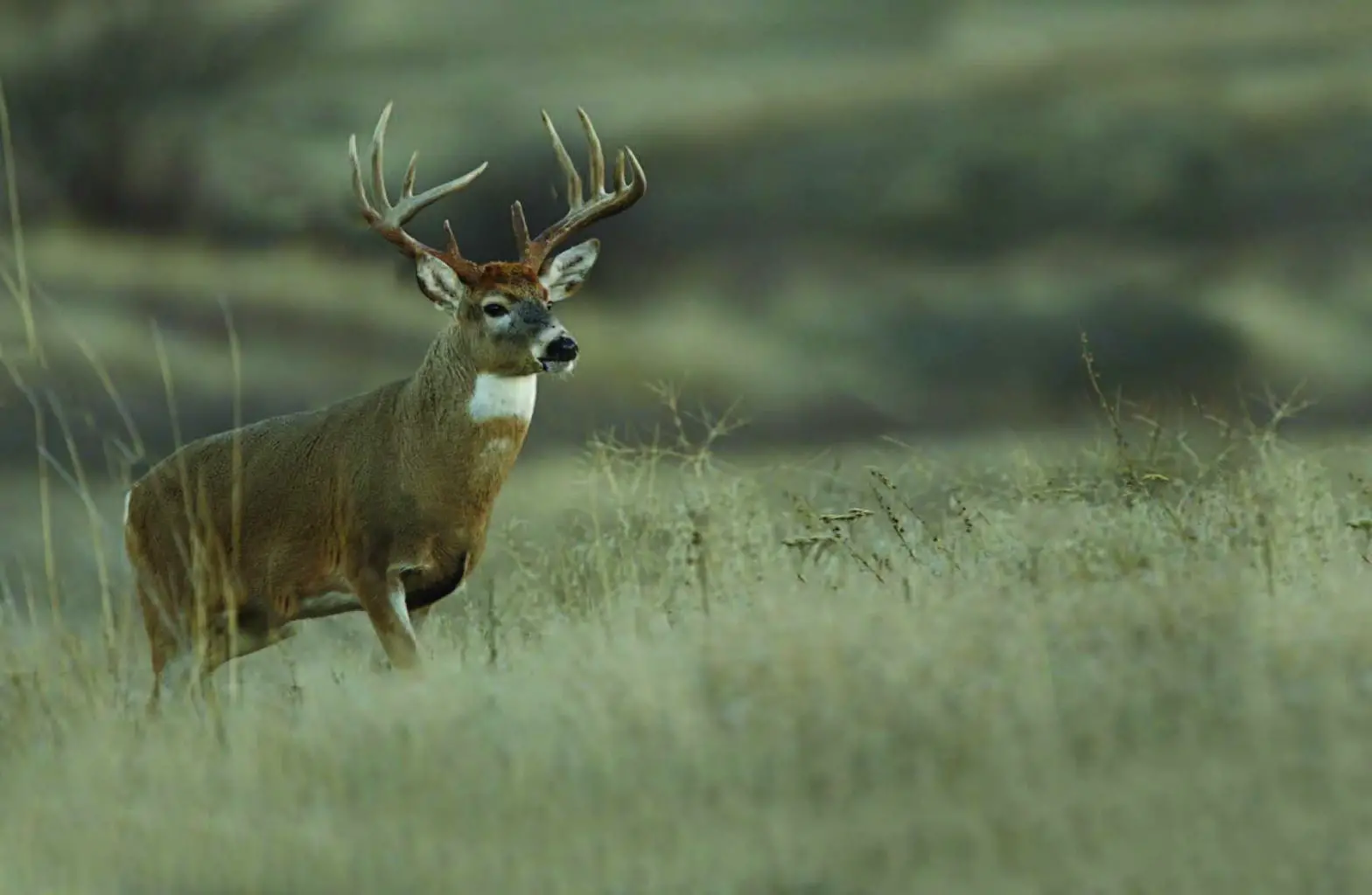 Moultre Moblile Delta Cellular Trail Camera Owner's Manual