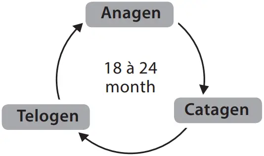 BaByliss G960E Smart Hair Remover IPL - FIg 3