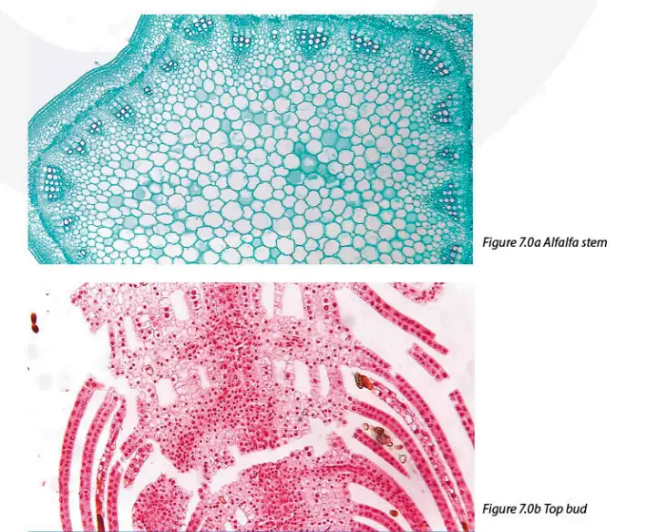 euromex-VC-3023-HD-Mini-color-cameras-fig-37