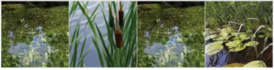 Weed Razer 580113 Pond Weed Cutter - fig1