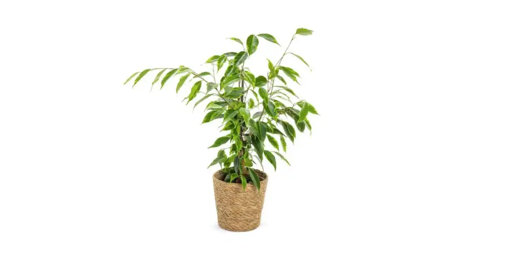 Proven Winners Ficprl0115107 Cling-on Ficus Benjamina Samantha Weeping Fig User Manual
